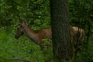 deer in the woods