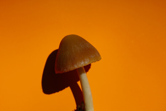 A mushroom with a smooth brown cap and slender stem elegantly stands out against a rich orange background, casting a sharp shadow. Contrasting close-up image of the fungus.