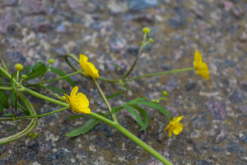 On a rough surface, thin stems with bright yellow buttercup flowers are scattered. Green leaves and small buds add natural harmony to the composition.