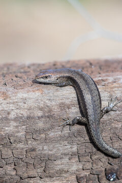 Lizard on a redgum sleeper