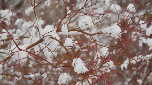 Footage shows Cornus sericea (Red Osier Dogwood) blanketed in snow in Central Park NYC, with red stems sharply contrasting the white background.