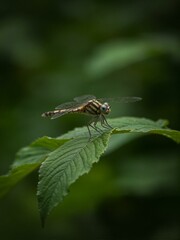 A dragonfly sitting on top of green leaf.