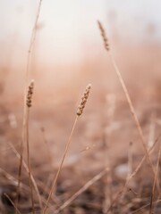 Fototapeta premium A few tall weeds with seeds in front of an unfocused background.