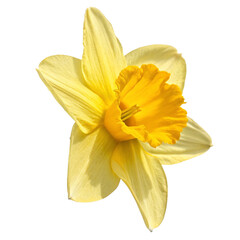 yellow lily isolated on white background