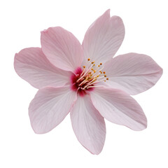 cherry blossom isolated on white