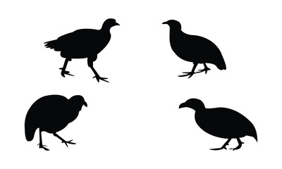 Fototapeta premium Ahanta spurfowl bird Silhouette Design And Vector Illustration. 
