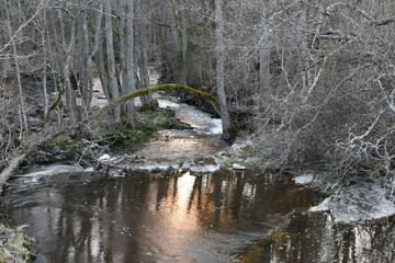 River in the forest