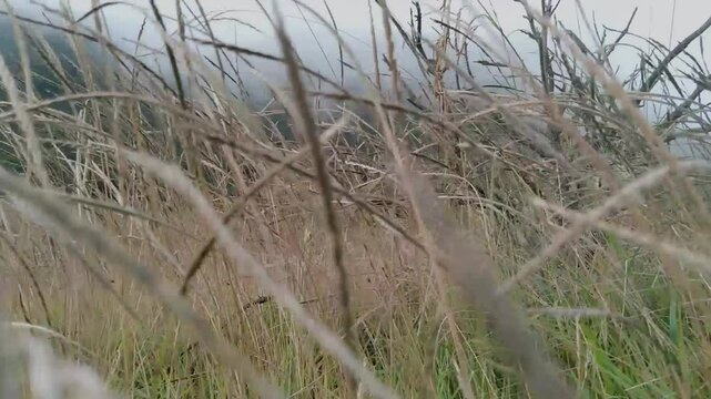 grass blowing in the breeze with a view of the hilly landscape in the highland area