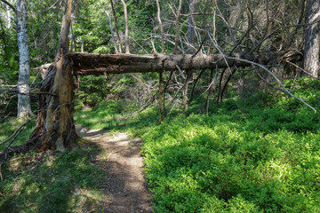 Path in the forest