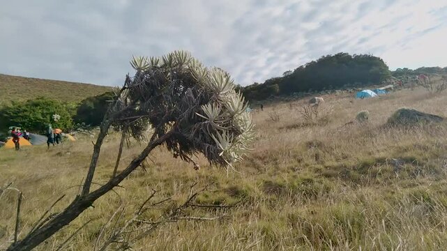 plant that thrives in upland areas with beautiful views of hills and meadows.