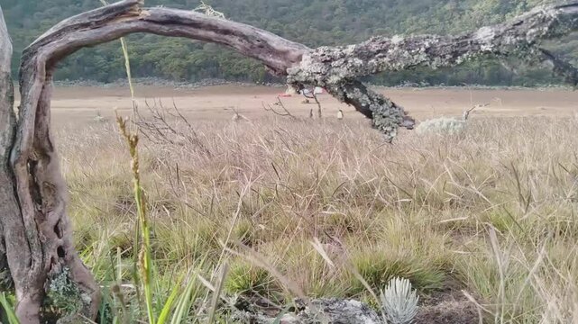 grass blowing in the breeze with a view of the hilly landscape in the highland area
