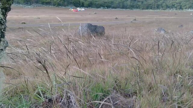 grass blowing in the breeze with a view of the hilly landscape in the highland area