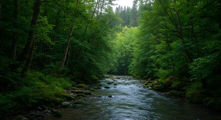 Fototapeta premium Peaceful Running Stream Through Lush Green Forest Landscape