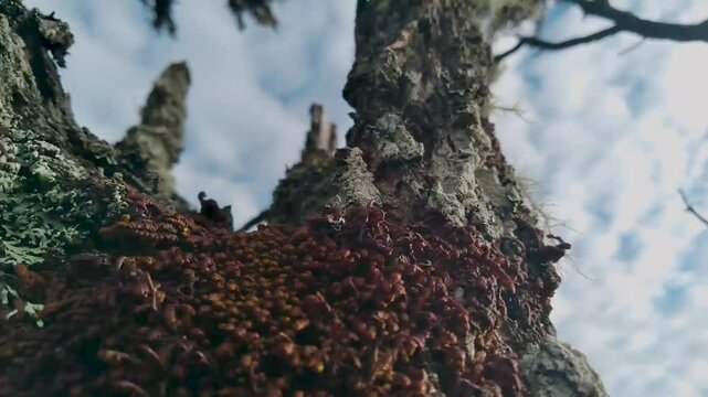 Dry tree trunk footage with beautiful sky and savanna grass scenery