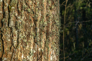 tree bark background