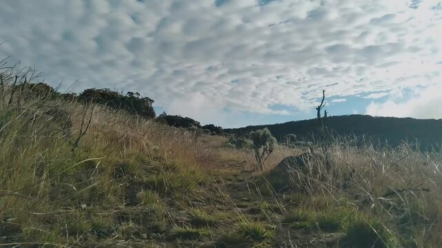 view of a meadow in a highland area blowing in a gentle breeze and a clear view of the sky