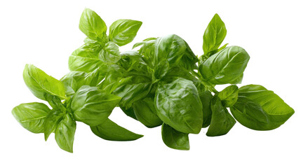Fototapeta premium Fresh Basil: Capturing the essence of culinary freshness, a vibrant cluster of fresh basil, showcasing its delicate leaves and aromatic appeal, set against a backdrop.