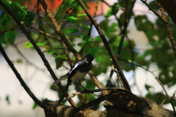 oriental magpie robin bird photography in india