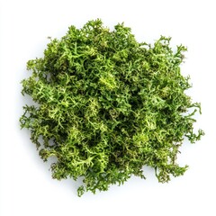 Obraz premium Lush, vibrant green preserved moss pile