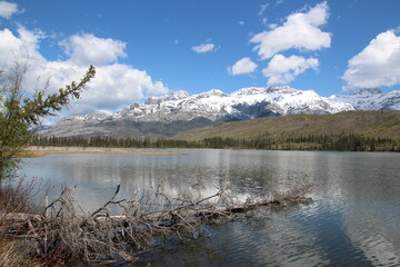 Spring On Talbot Lake, Jasper National Park, Alberta