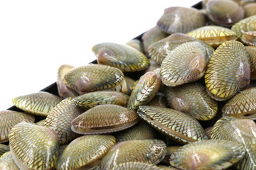 Clams on white background. Seafood.
