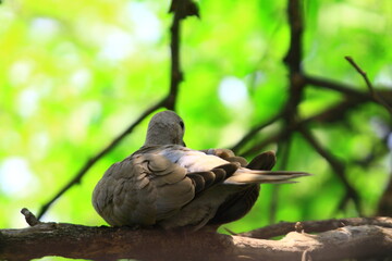 dove on the tree