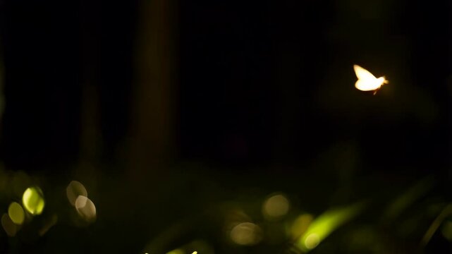 A single small glowing moth flits through the dark night air against blurred background vegetation, creating bokeh lights and ethereal mood.