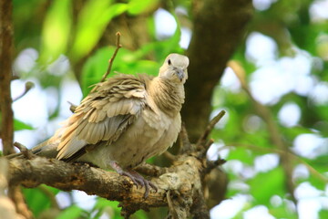 dove on the tree