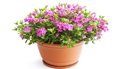 A potted flowering plant with vibrant pink blossoms and lush green foliage, set against a stark white background