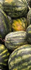 Fresh watermelon from the orchard. Agricultural products.