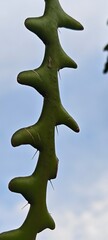 close up Zig Zag Cactus with cloudy background bokeh