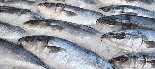 Fresh fish in the fresh market on ice. fish caught from fishing.