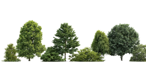 Variety of Trees in a Row: A vivid visual of different trees of various sizes and foliage, arranged side by side, creating a diverse representation of natural flora.