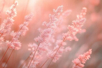 Naklejka premium Close-up of delicate pink feathery grass stalks softly illuminated by warm sunlight creating a gentle and serene atmosphere