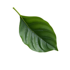 Fototapeta premium Single vibrant leaf isolated offers a fresh and natural element for botanical design, enhancing nature inspired aesthetics