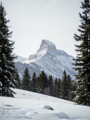 A snowy mountain with many trees.