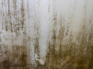 Green moss or Lumut hijau on the wall,belong Bryophyta divison,a fascinating group of small,non vascular plants