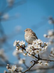 A sparrow is perched on flowers against blue sky.