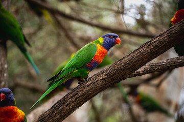 Rainbow Lorikeet bird