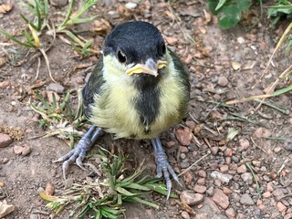Küken / Vogel / Meise ist aus dem Nest gefallen un d kann nicht fliegen.