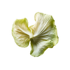Delicate Cabbage Petals Abstract Floral Still Life