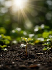 A sunflower sprouting from dark soil with green leaves.