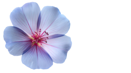 a blue flower with a pink center on a white background