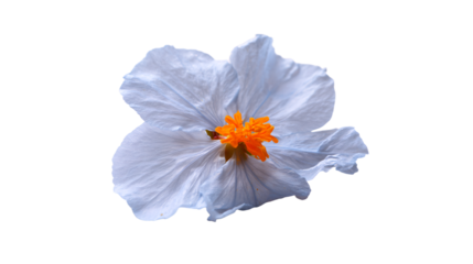 a blue flower with a yellow center on a white surface