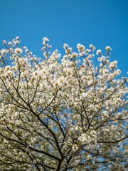 A tree full of white flowers on a sunny day.