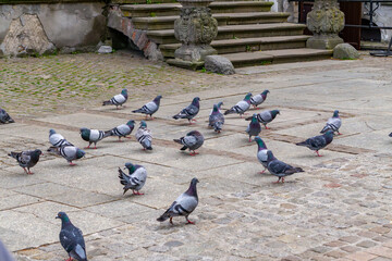 Fototapeta premium flock of pigeons walking across a stone courtyard in front of old decorative stairs with a balustrade. The birds move freely through the historic urban space, creating a natural scene of everyday city