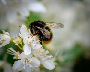 bee on a flower