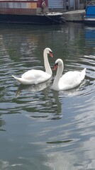 Swans are mating for life, so we can assume these two are a pair. These beautiful creatures represent love and devotion.