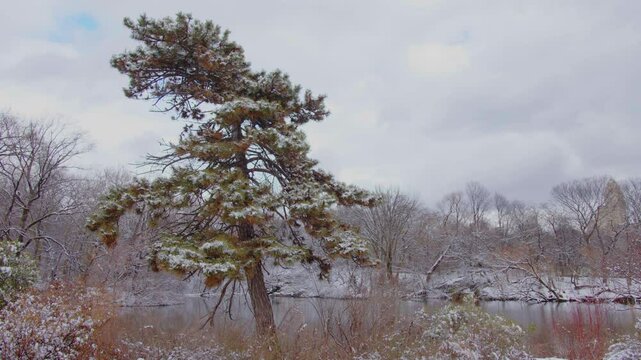 Footage shows a pine tree in a winter setting. It could be one of the following species: Scots pine (Pinus sylvestris), Pitch pine (Pinus rigida), or Loblolly pine (Pinus taeda).