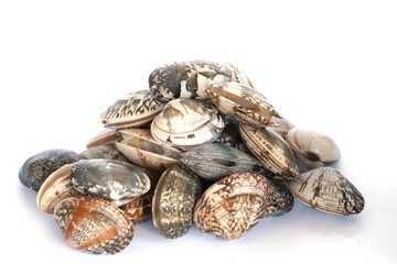 Clams on white background. Seafood.